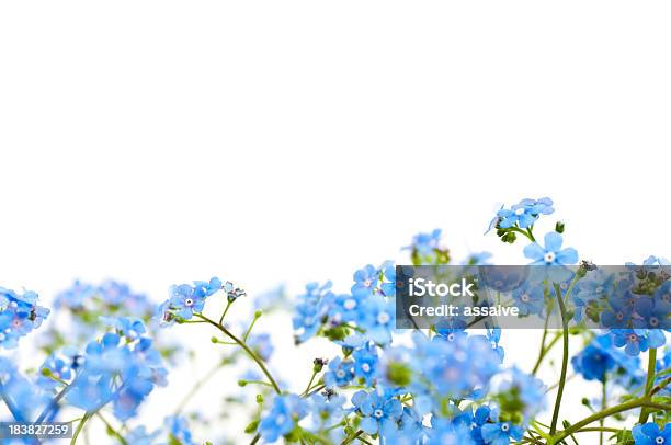 Field Of Blue Forget Me Nots On A White Background Stock Photo - Download Image Now - Flower, Forget-Me-Not, Blue