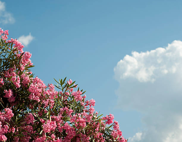 istock Dogwood flowers in Florida 183827288
