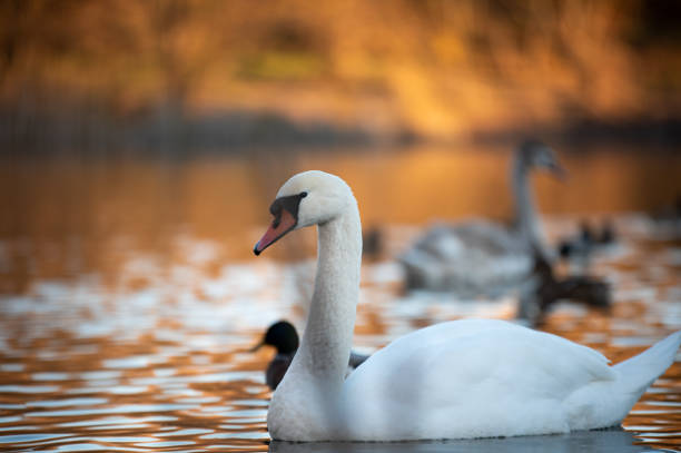 istock A swan gracefully swimming on the lake 1838273070