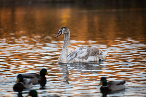 A small gray swan child floats on the pond in search of food. In the background reeds and wild ducks swim on a wild lake.