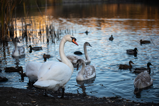 Swans group on the lake swim well under the bright sun