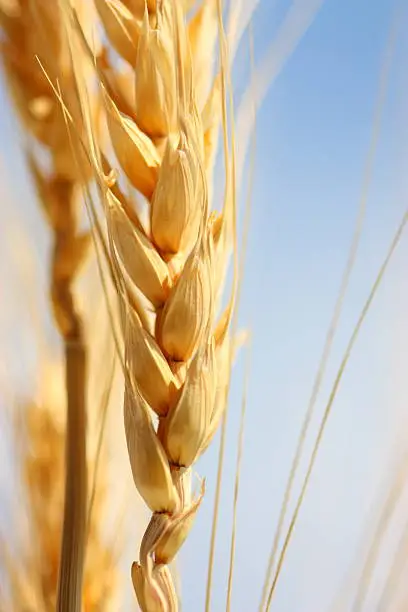 Photo of Wheat