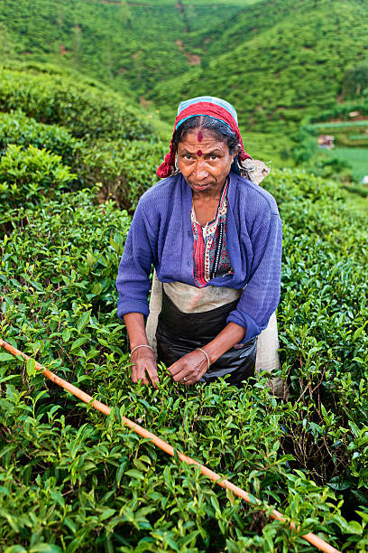 istock Tamil tea pickers collecting leaves, Sri Lanka 183827868