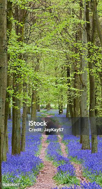 Bluepath Percorso - Fotografie stock e altre immagini di Albero - Albero, Ambientazione esterna, Ambientazione tranquilla