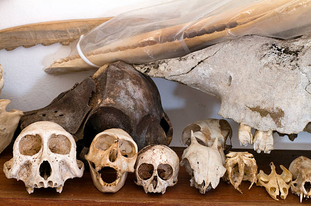 istock Gabon, Mayumba, animal bones from National Park. 183828172