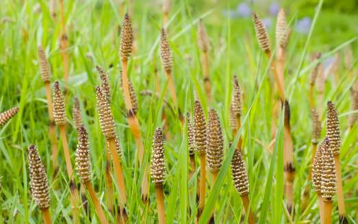 Baerlauch is an important herb and medicinal plant that has a garlic scent with white flowers. It has several poisonous doppelgangers, (double runner) such as lily of the valley, autumn crocus and arum.