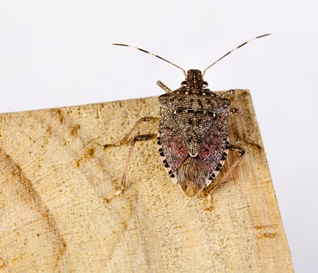 The adult brown marmorated stink bug is a little over a half inch in length and about as wide. The shield-shaped back contains various shades of brown. Unique markings for this species include alternating light bands on the antennae. Macro of a Stink Bug.