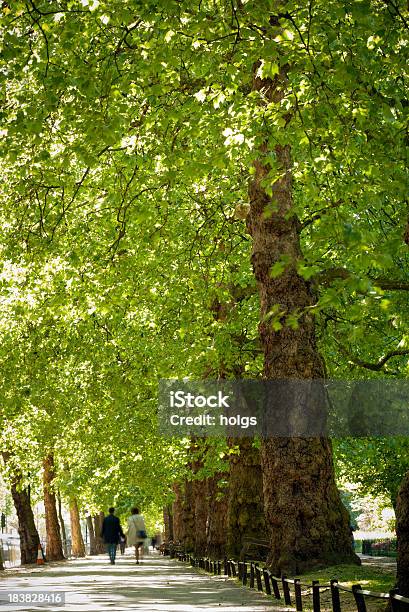 Von Bäumen Gesäumten Street London England Stockfoto und mehr Bilder von Baum - Baum, Bewegungsunschärfe, Bildschärfe