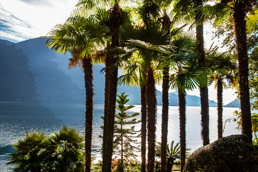 Amazing view on Park of  villa Helenium (free of charge) with Palm trees and small araucaria tree and lake Lugano and Swiss Alps behind  from Olive trail in Lugano suburb