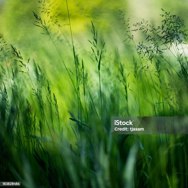 Astratto Verde Prato - Fotografie stock e altre immagini di Bellezza naturale - Bellezza naturale, Close-up, Colore brillante