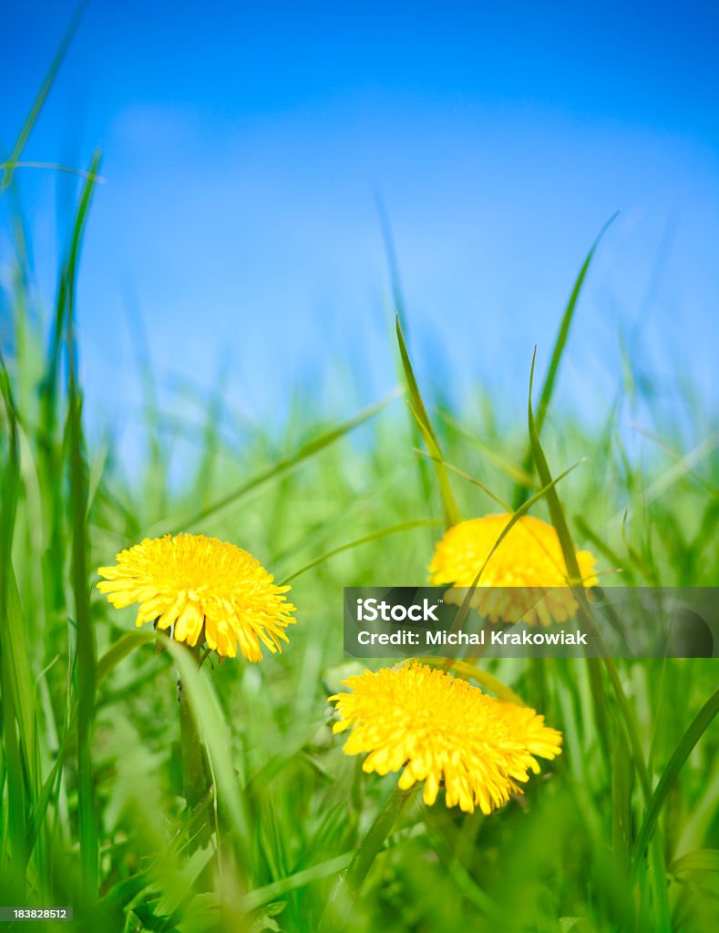 Dandelions - Zbiór zdjęć royalty-free (Trawnik)