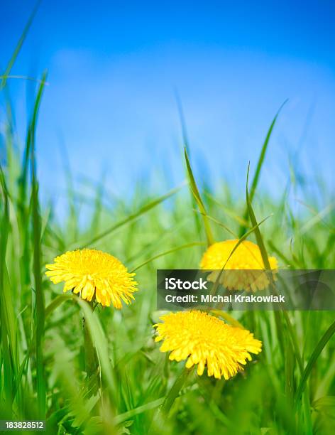 Dandelions - zdjęcia stockowe i więcej obrazów Trawnik - Trawnik, Bez ludzi, Bliskie zbliżenie
