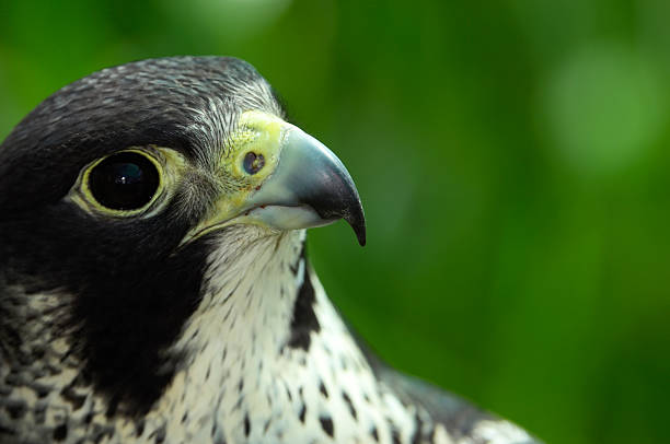 Portrait of a Laggar Falcon (falco jugger)