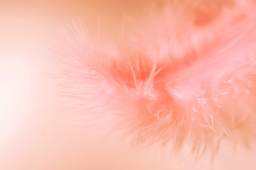 Soft and light white macro feather. Peach down in trendy colors of 2024