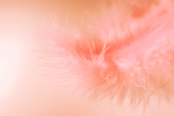 soft and light white macro feather. - feather softness bird macro imagens e fotografias de stock