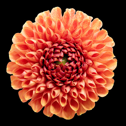 Close-up of a dahlia isolated on a black background, a flower in the trendy color.