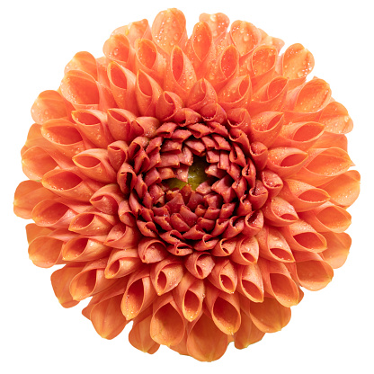 Close-up of a dahlia isolated on a white background, a flower in the trendy color.