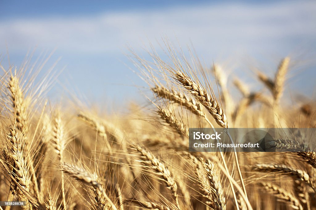 熟し��たパン全粒小麦のフィールド - 乾燥のロイヤリティフリーストックフォト