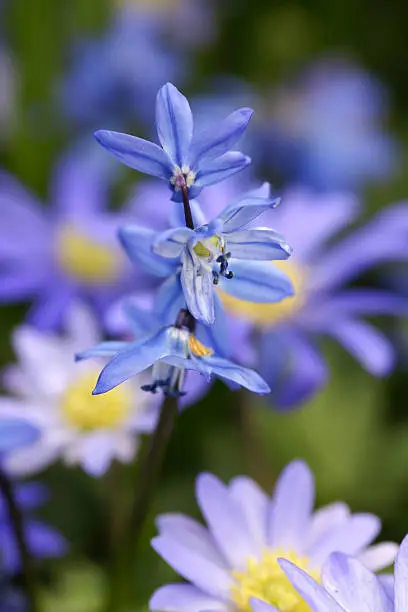 Blue springflowers.