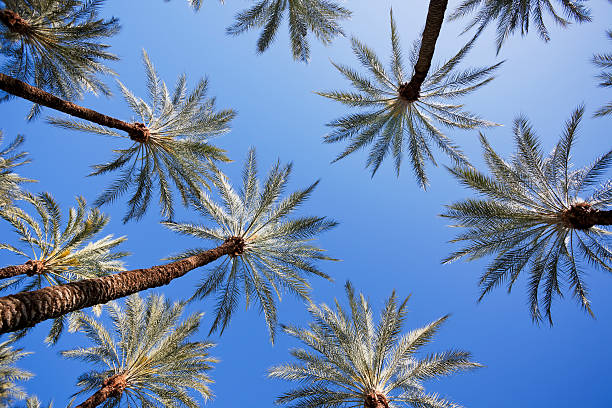 palm palmen - southern california palm tree beverly hills california california stock-fotos und bilder