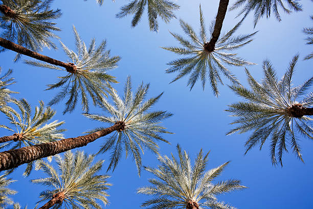 Palm Trees Palm Trees palm springs california stock pictures, royalty-free photos & images