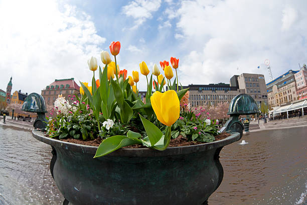 istock Tulips planted in Kungstr 183829282