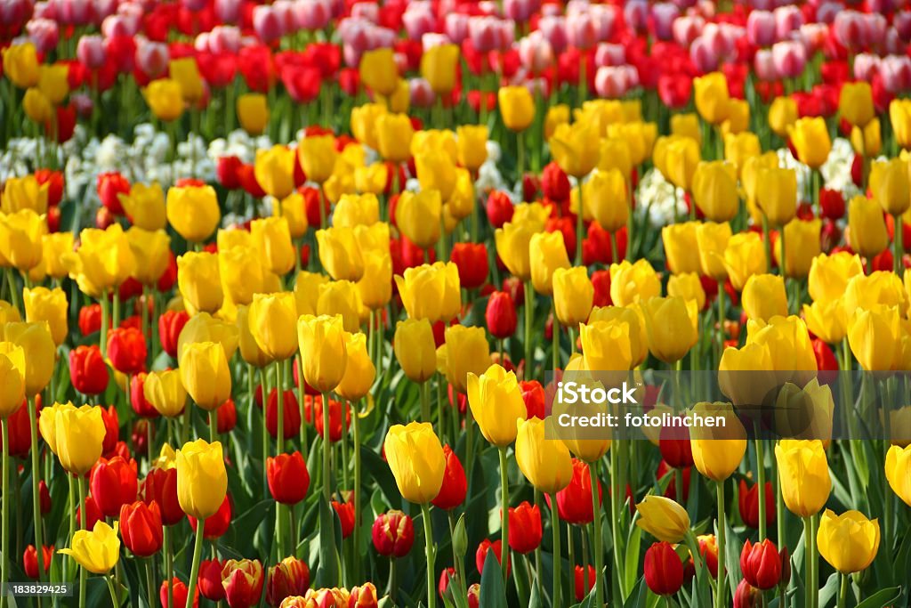 Tulpen - Lizenzfrei Blume Stock-Foto