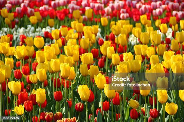 Tulpen Stockfoto und mehr Bilder von Blume - Blume, Blumenbeet, Blütenblatt