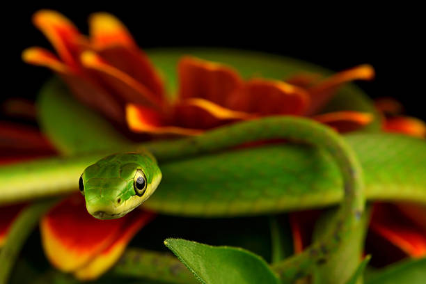 istock Rough Green Snake Curled on a Zinnia (closeup) 183829510