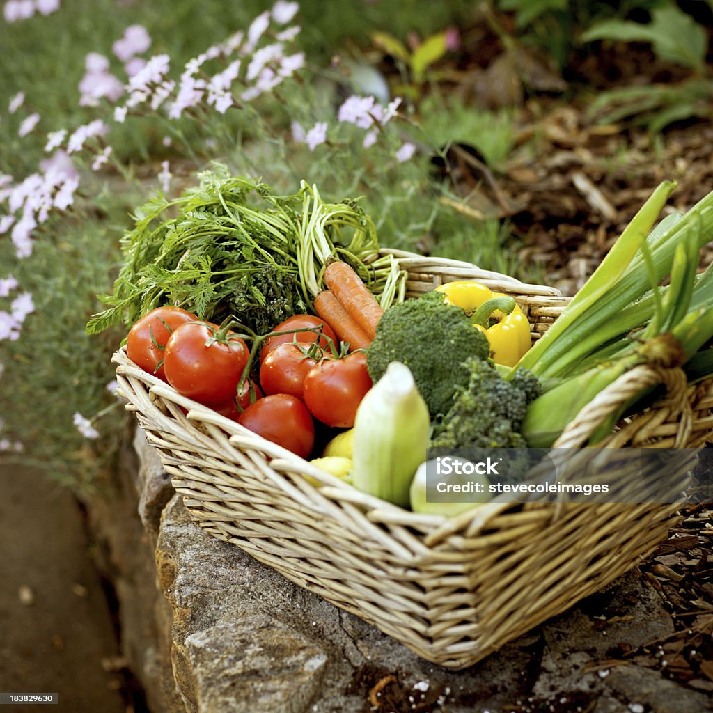 Garden Vegetable Basket Basket of freshly picked garden vegetables. Square shot. Organic Stock Photo