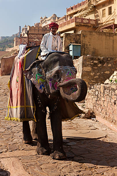 istock Elephant in Amber Fort, Jaipur, India 183829730