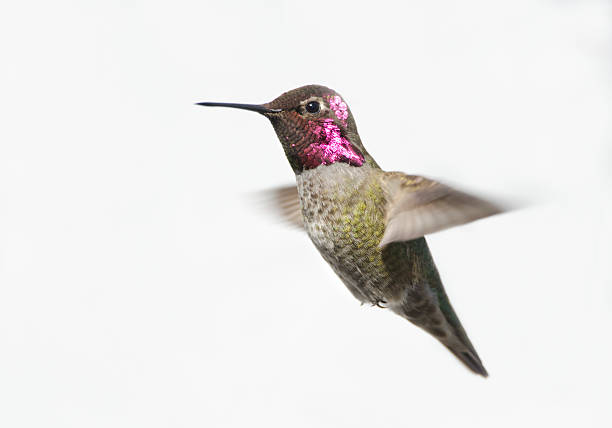 istock Anna's Hummingbird Male - White Background 183829753