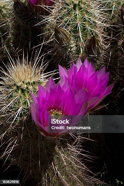 Delicate Morango Cacto Hedgehog - Fotografias de stock e mais imagens de Ao Ar Livre - Ao Ar Livre, Arizona, Beleza natural