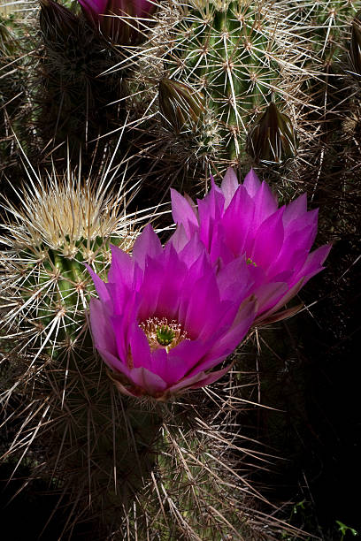 изящные клубничный ежик кактус - sonoran desert hedgehog cactus plants nature стоковые фото и изображения