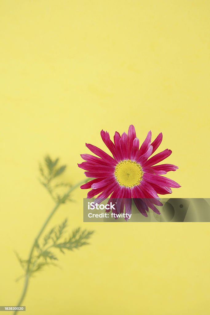 Rose Gerbera jaune Vertical - Photo de Couleur verte libre de droits