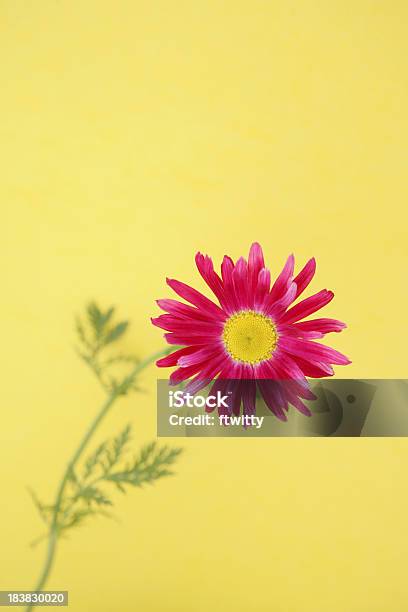 Photo libre de droit de Rose Gerbera Jaune Vertical banque d'images et plus d'images libres de droit de Couleur verte - Couleur verte, Feuille, Fleur - Flore