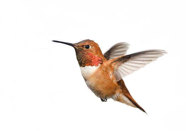 istock Rufous Hummingbird Male - White Background 183830069