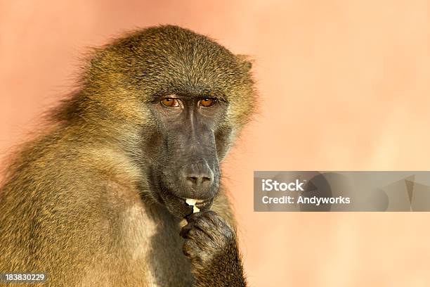 Essenpavianart Stockfoto und mehr Bilder von Affe - Affe, Braun, Einzelnes Tier