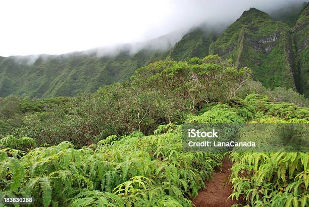 Splendide Escursioni Nelle Hawaii - Fotografie stock e altre immagini di Ambientazione tranquilla - Ambientazione tranquilla, Area selvatica, Bellezza naturale