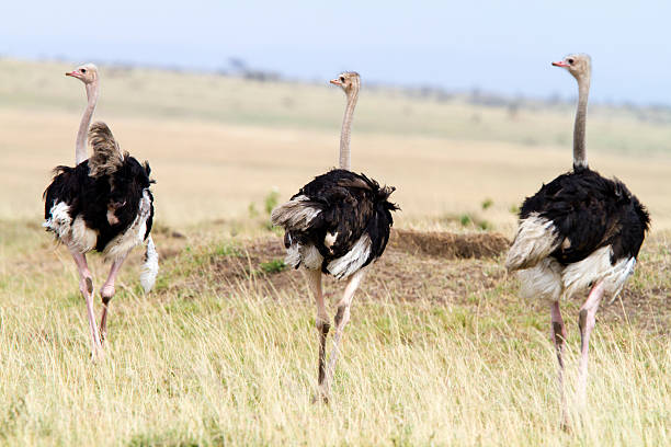 istock Three Common Ostrichs, Masai Mara National Park, Kenya 183830340