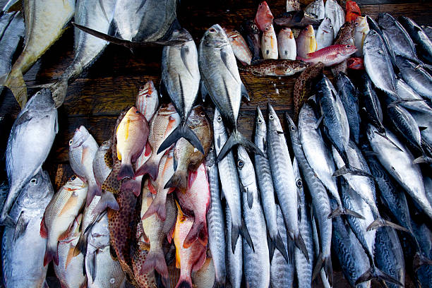 istock fish market galle sri lanka 183830459