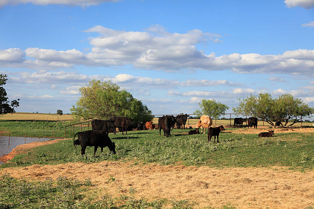 istock Cattle Feeding Near Farm Pond 183830468