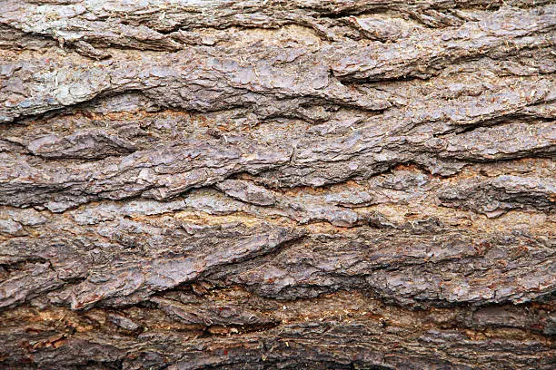 Close up view of rough tree barkClick on banner for similar images: