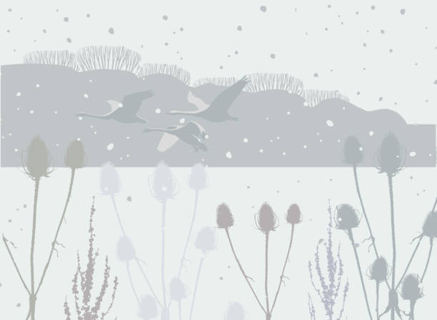 Winter Countryside scene with Swans Silhouettes of Flowers and seed heads in a winter landscape cow parsley stock illustrations