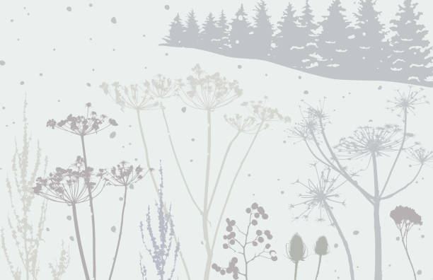 Winter Countryside scene with Wildflowers Silhouettes of Flowers and seed heads in a winter landscape cow parsley stock illustrations