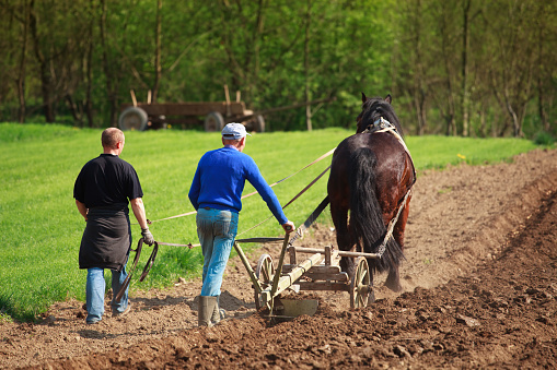 Farmers plowed land horse - The traditional method of planting potatoes