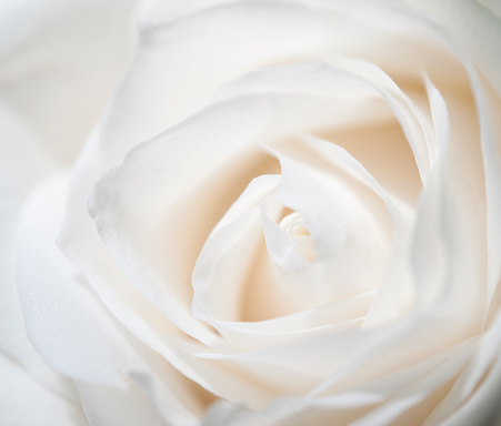 beautiful white rose posed above.
