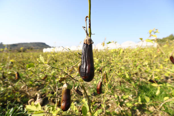 Rotten Eggplant Field-Eggplant field
