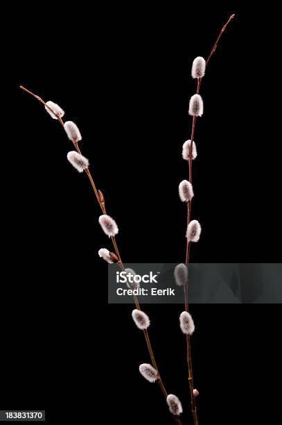 Willow Catkins Stock Photo - Download Image Now - Black Background, Branch - Plant Part, Bud