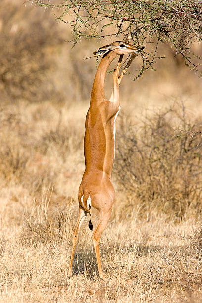 istock Gerenuk Desert Antelope 183831408